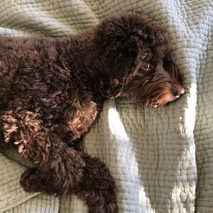 Meet your Posher, Ilana